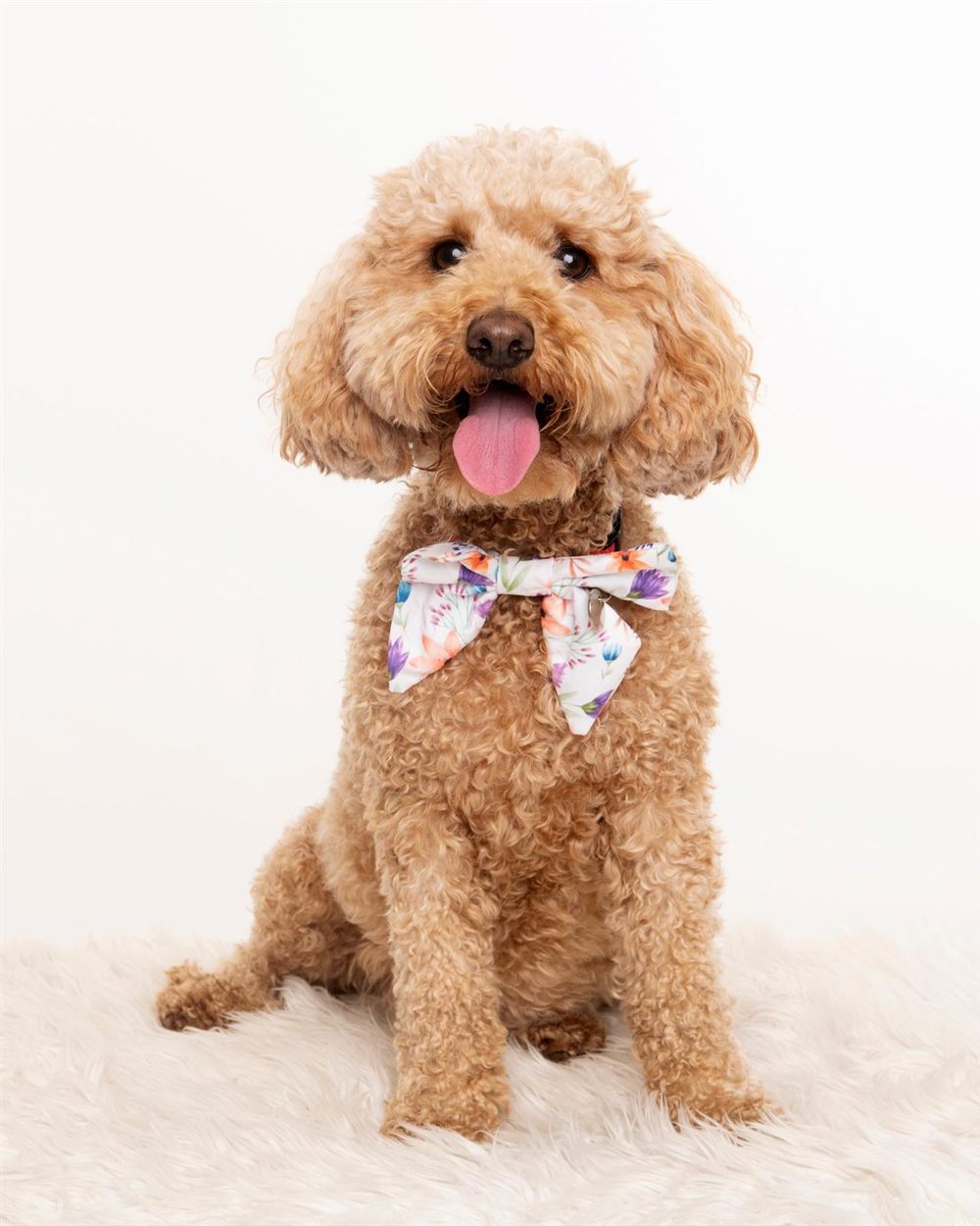 Lucille, a fluffy apricot spoodle wearing a floral bow, sitting on a white rug